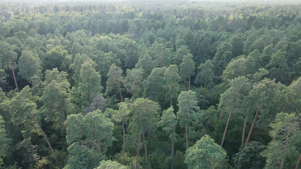 Forest with Trees on a Summer Day Slow Motion