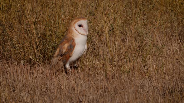 Close-up of a Barn Owl