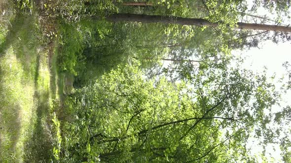 Vertical Video of a Forest with Trees