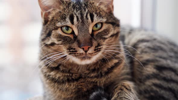 Close Up of Tabby Cat Portrait on the Balcony Near the Window