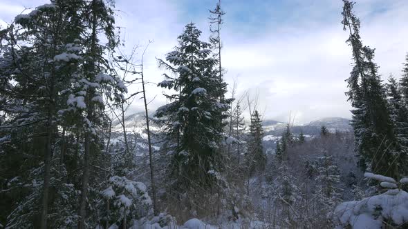 Snowy fir trees