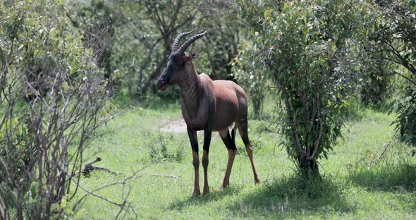 African Topi male antelope with dark face in the Kenya wilderness, Handheld telephoto shot