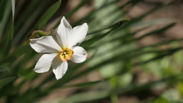 Shallow DOF white and yellow spring daffodil plant  4K 2160p 30fps UltraHD footage - Close-up of Nar