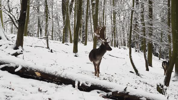 Alpha male fallow deer stag standing guard in snow in a winter forest.