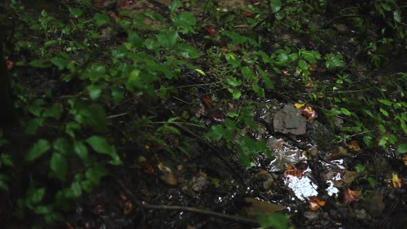 Trickle of Water in Forest Underbrush