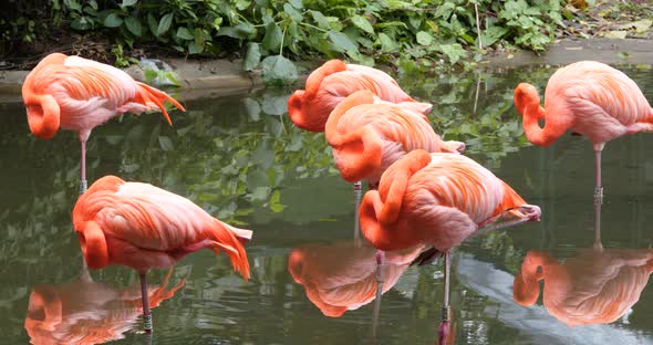 Pink flamingos