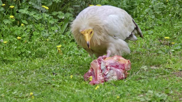 Egyptian Vulture Neophron Percnopterus Eating Carcass