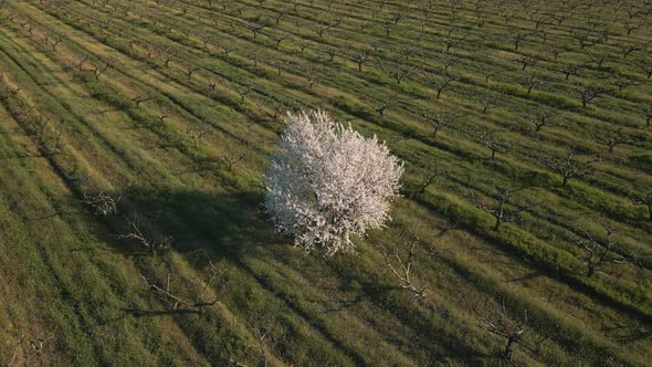 a Single Flowering Tree in the Agricultural Field