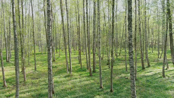 The Drone Flies Slowly Through Trees People Walk in Public Park in Sunny Weather Young Foliage in