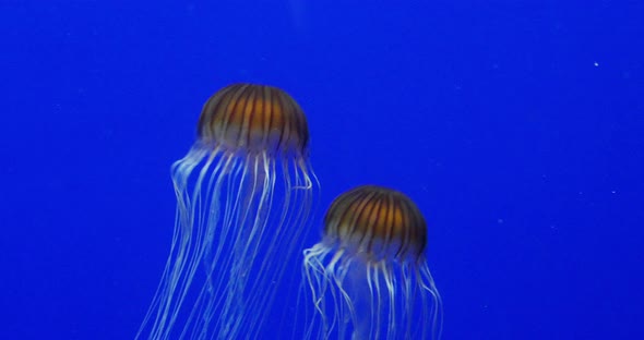 Japanese Sea Nettle, chrysaora pacifica, real time 4K