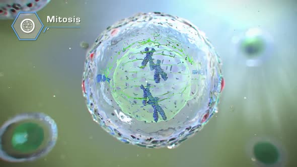 3D Animation of mitosis cell division