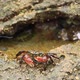 Crab at a Mini Tide Pool Gnoshes on Algae - VideoHive Item for Sale