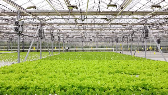 Greenhouse Plantation with Greenery