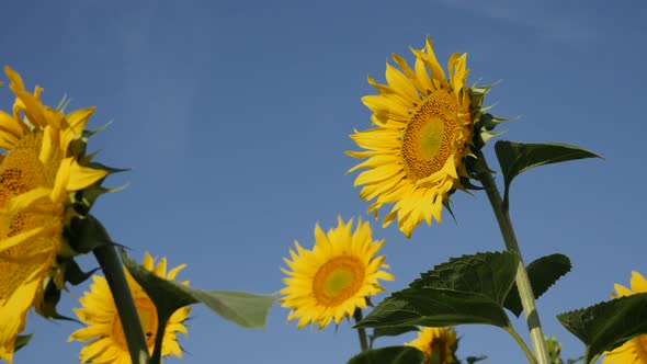 Heads of sunflower Helianthus annuus plant  and blue sky 4K video