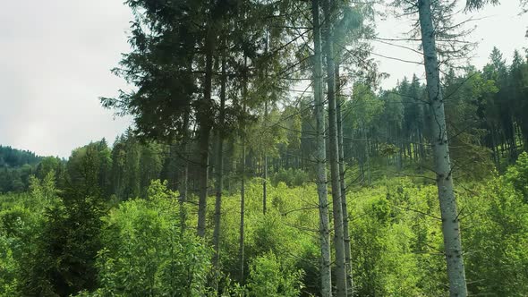 Panorama of Mountain Tree Tops. Green Trees on a Sunny Day. Flight Near the Forest Trees