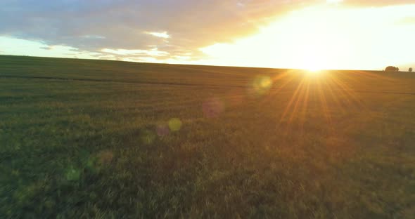 Flight Above Rural Summer Landscape with Endless Yellow Field at Sunny Summer Evening