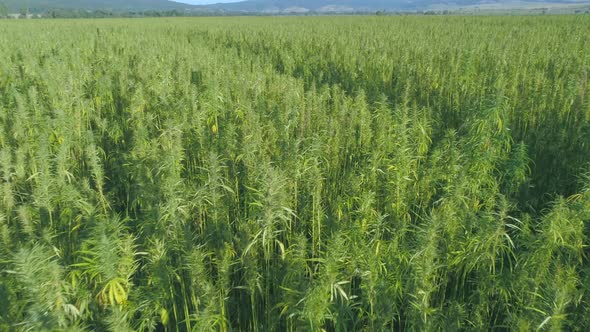 Tall Medical Cannabis Plants on Green Field Outdoors