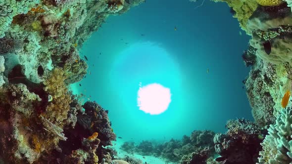 Coral Reef and Tropical Fish Underwater. Bohol, Panglao, Philippines.