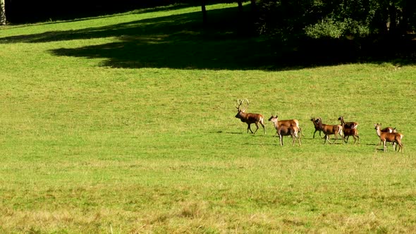 Deer in the mating period in the belgian ardennes. Deer with females in the wild. Rutting deer. Deer