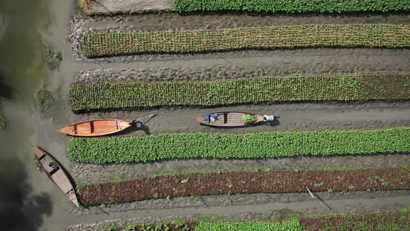 Aerial view of farmers doing the harvest in Banaripara, Barisal, Bangladesh.