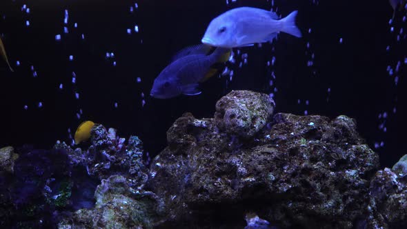 Aquarium Fish Night 9