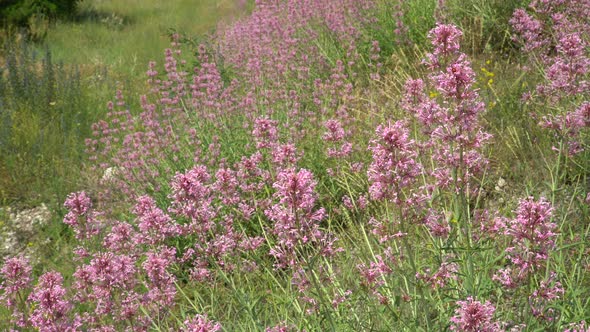 Endemic Wildflower