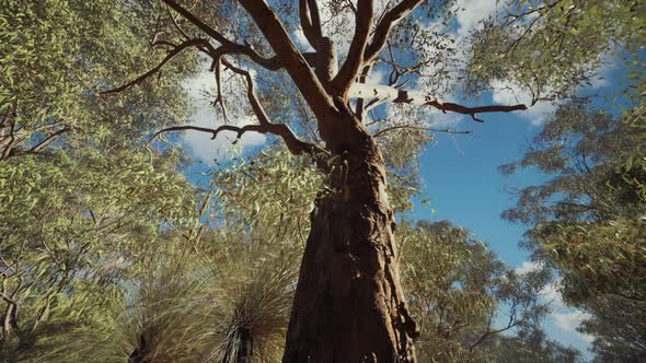 Eucaliptus in Australia Red Center