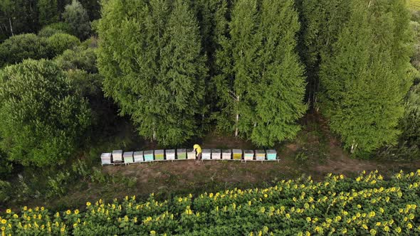 Beehive Box Farm Surrounded By Green Forest