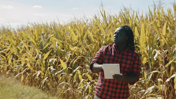 Smart Farming Concept. African Man Agronomist Holds Tablet in the Corn Field 