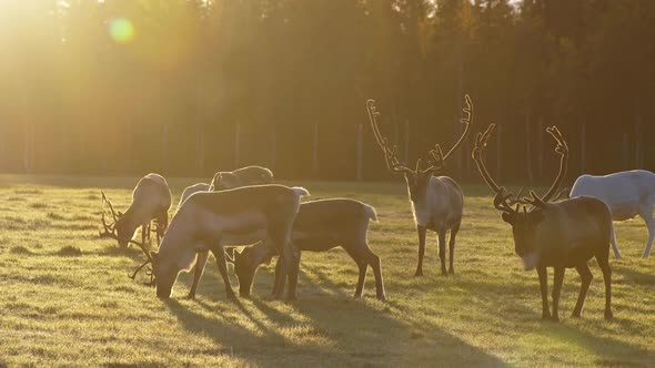 Wild Finnish Deers Feeding on the Meadow in Back Light of Morning Sun. Somewhere in Lapland