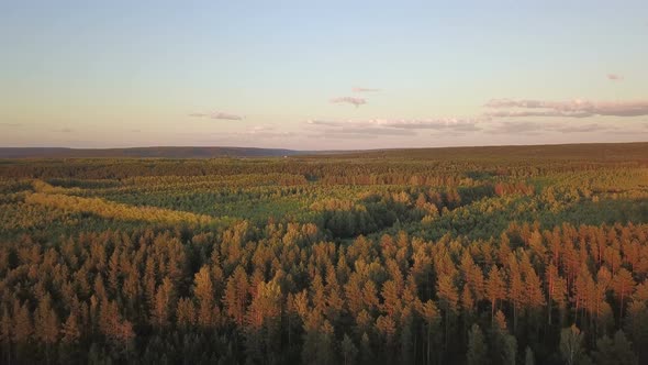 Flying Over The Forest At Sunset