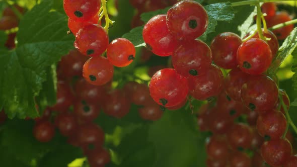 Wet red currant berries