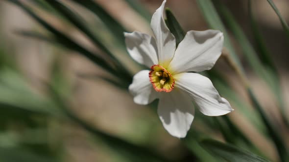 Early spring garden flower  Narcissus poeticus close-up 4K 2160p 30fps UltraHD footage - Pheasants e