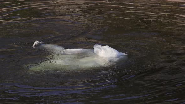 Polar Bear Ursus Maritimus Is a Hypercarnivorous Bear