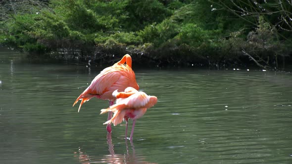 Flamingos in the Water