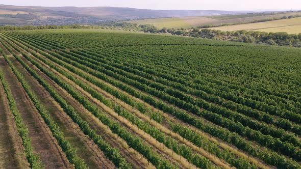 Taking Video with Drone of Amazing Nature View of a Large Green Field of Vineyard Concept of