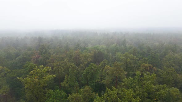 Forest in Fog in Rainy Autumn Weather. Ukraine. Aerial View, Slow Motion