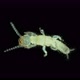 Newly Born Relic Insect Nymph Embia Savignyi Under a Microscope - VideoHive Item for Sale