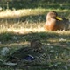Ducks lying on grass - VideoHive Item for Sale