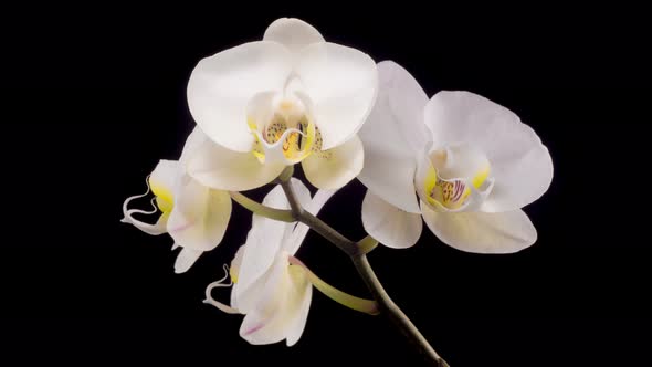 Blooming White Orchid Phalaenopsis Flower