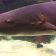 Nurse Shark Eating - VideoHive Item for Sale