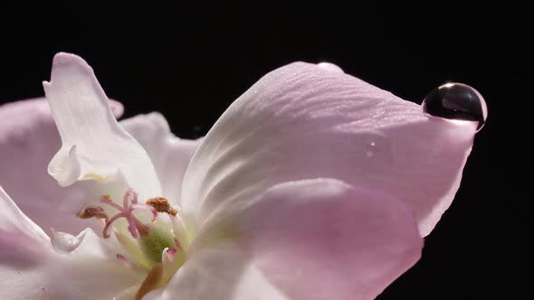 Beauty Pink Flower with Drop of Water on Black Background Macro Floral Concept