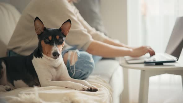 A Cute Basenji Dog Is Lying on a Couch While Its Owner Is Working on a Laptop