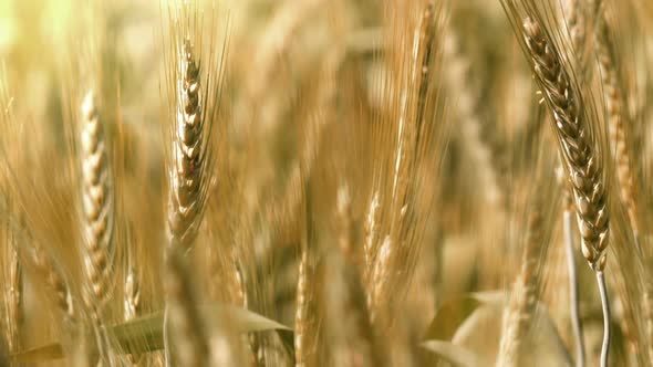 Grain Field