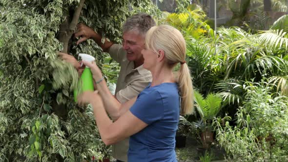 Mature couple gardening, spraying leaves of tree with water