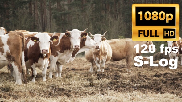 Free range cattle on a German ranch