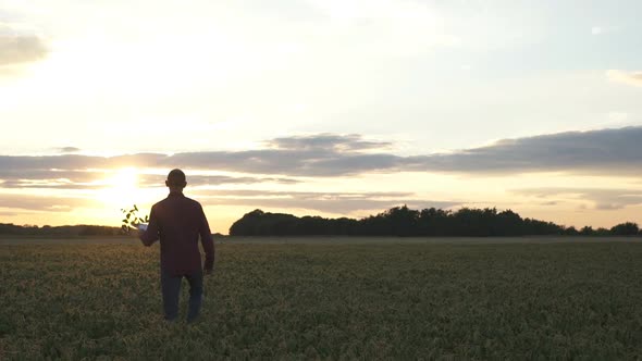 Male Farmer Agronomist Examining Soybean Plants in Cultivated Field