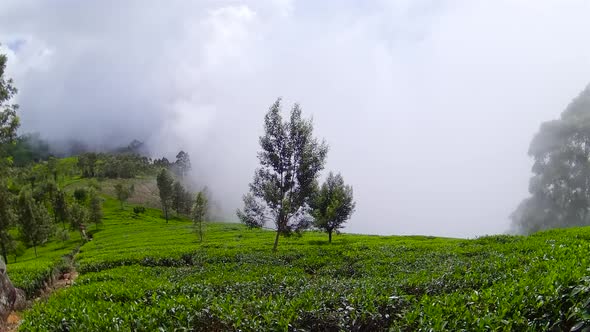 Tea Estate in Sri Lanka