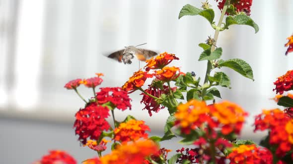 Slow motion hummingbird moth hovering over flowers while feeding on nectar