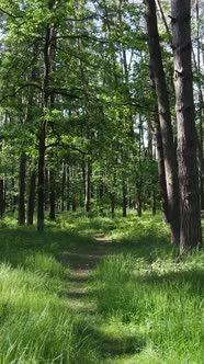 Vertical Video of a Forest with Trees